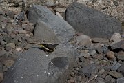 DPPhotography - Maderia - Grey wagtail - O
