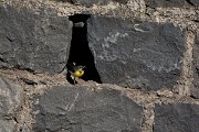 DPPhotography - Maderia - Grey wagtail - P