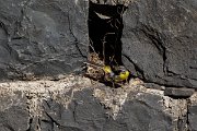 DPPhotography - Maderia - Grey wagtail - Q