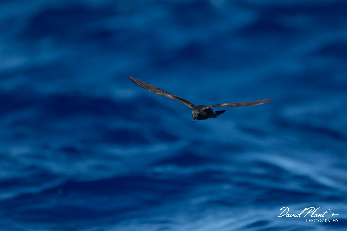 DPPhotography - Maderia - Leach's petrel - C.jpg - Leach's petrel - Ocean N of Madeira, Madeira