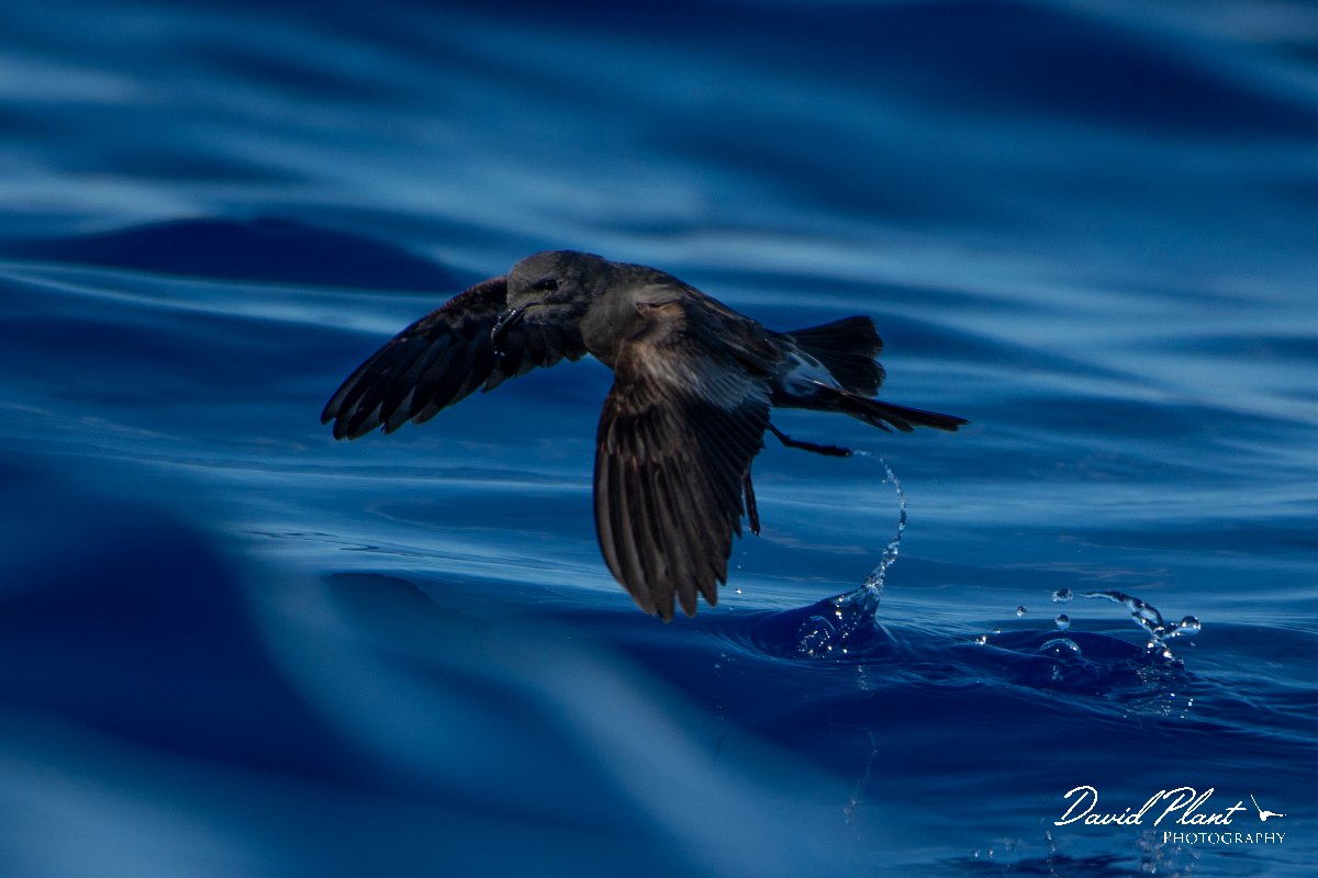 DPPhotography - Maderia - Leach's petrel - D.jpg - Leach's petrel - Ocean N of Madeira, Madeira