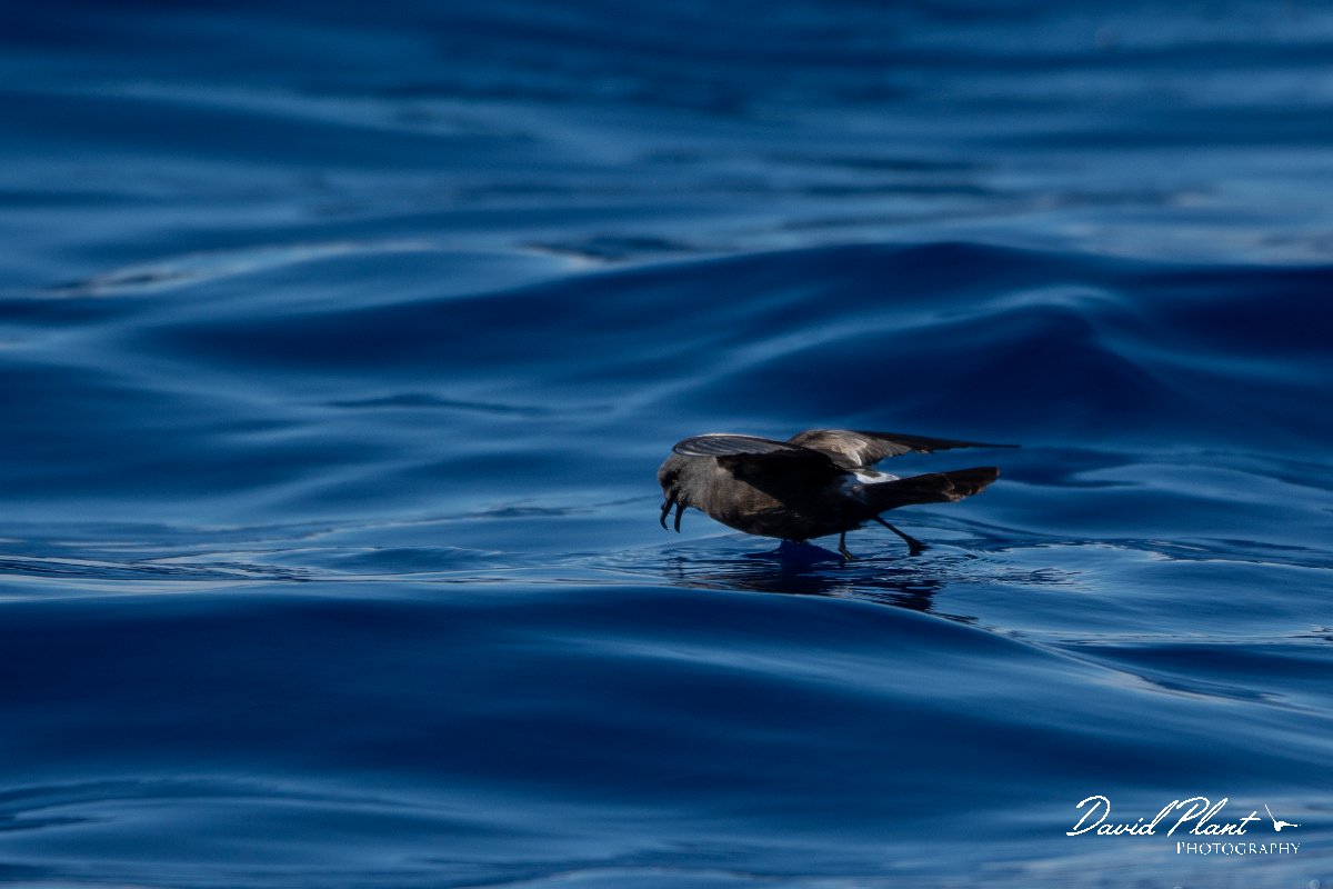 DPPhotography - Maderia - Leach's petrel - I.jpg - Leach's petrel - Ocean N of Madeira, Madeira