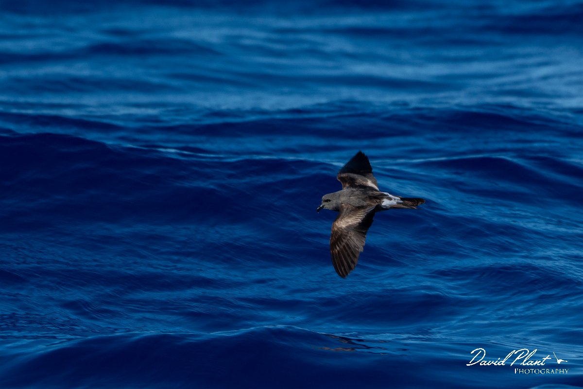 DPPhotography - Maderia - Leach's petrel - J.jpg - Leach's petrel - Ocean N of Madeira, Madeira