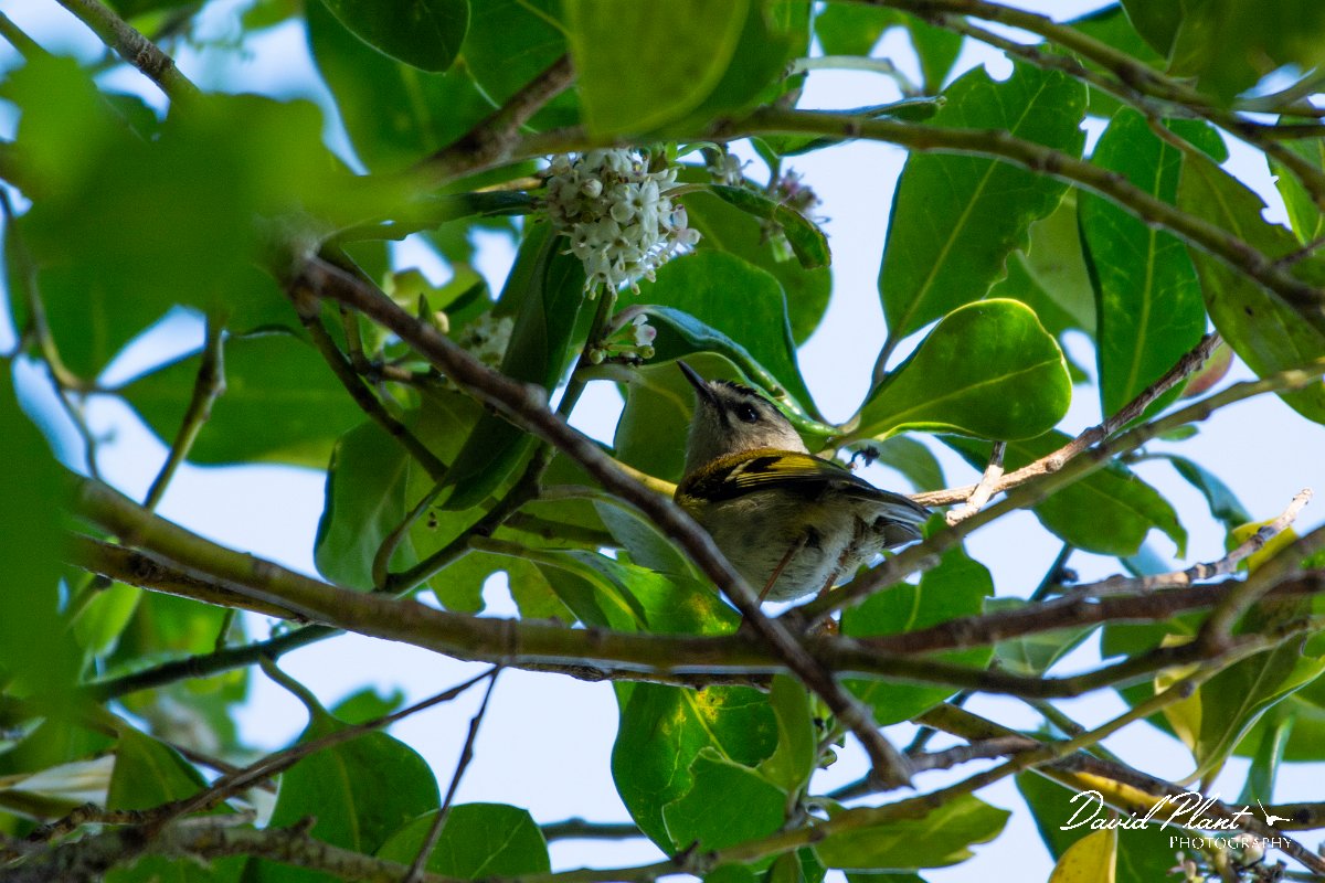 DPPhotography - Maderia - Madeiran firecrest - A.jpg - Maderian firecrest - Levado Furado, Madeira