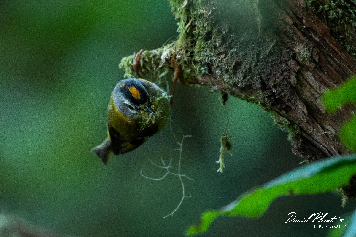 DPPhotography - Maderia - Madeiran firecrest - C.jpg - Maderian firecrest - Levado Furado, Madeira