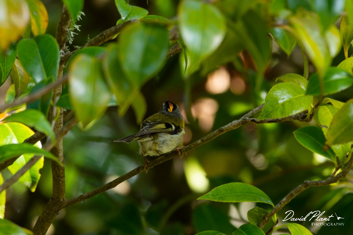 DPPhotography - Maderia - Madeiran firecrest - H.jpg - Maderian firecrest - Palheiro Gardens, Madeira