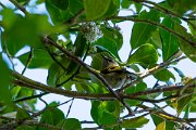 DPPhotography - Maderia - Madeiran firecrest - A
