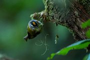 DPPhotography - Maderia - Madeiran firecrest - C