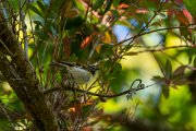 DPPhotography - Maderia - Madeiran firecrest - E