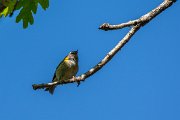 DPPhotography - Maderia - Madeiran firecrest - F