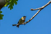 DPPhotography - Maderia - Madeiran firecrest - G