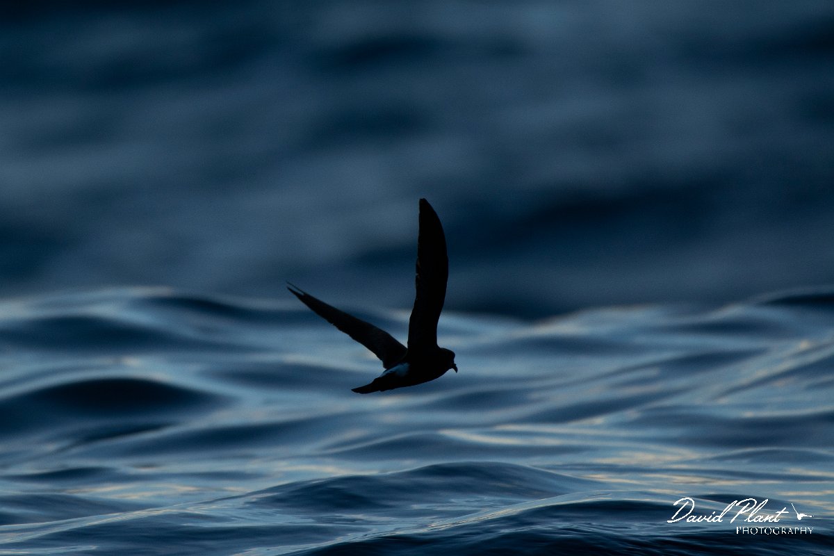 DPPhotography - Maderia - Madeiran storm-petrel - B.jpg - Maderian storm-petrel - Ocean N of Madeira, Madeira