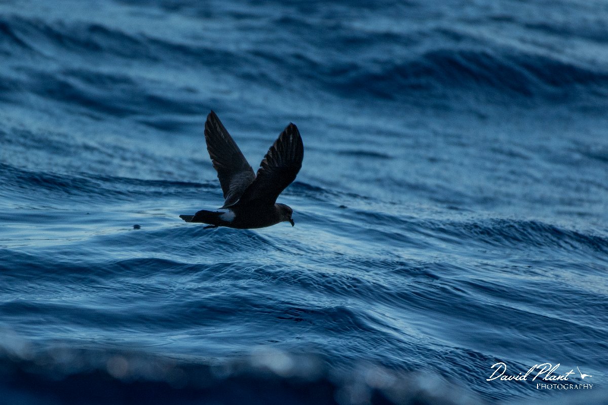 DPPhotography - Maderia - Madeiran storm-petrel - H.jpg - Maderian storm-petrel - Ocean N of Madeira, Madeira