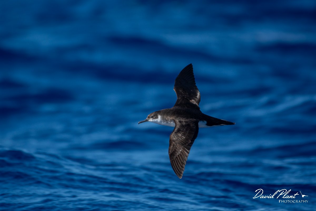 DPPhotography - Maderia - Manx shearwater - A.jpg - Manx shearwater - Ocean N of Madeira, Madeira