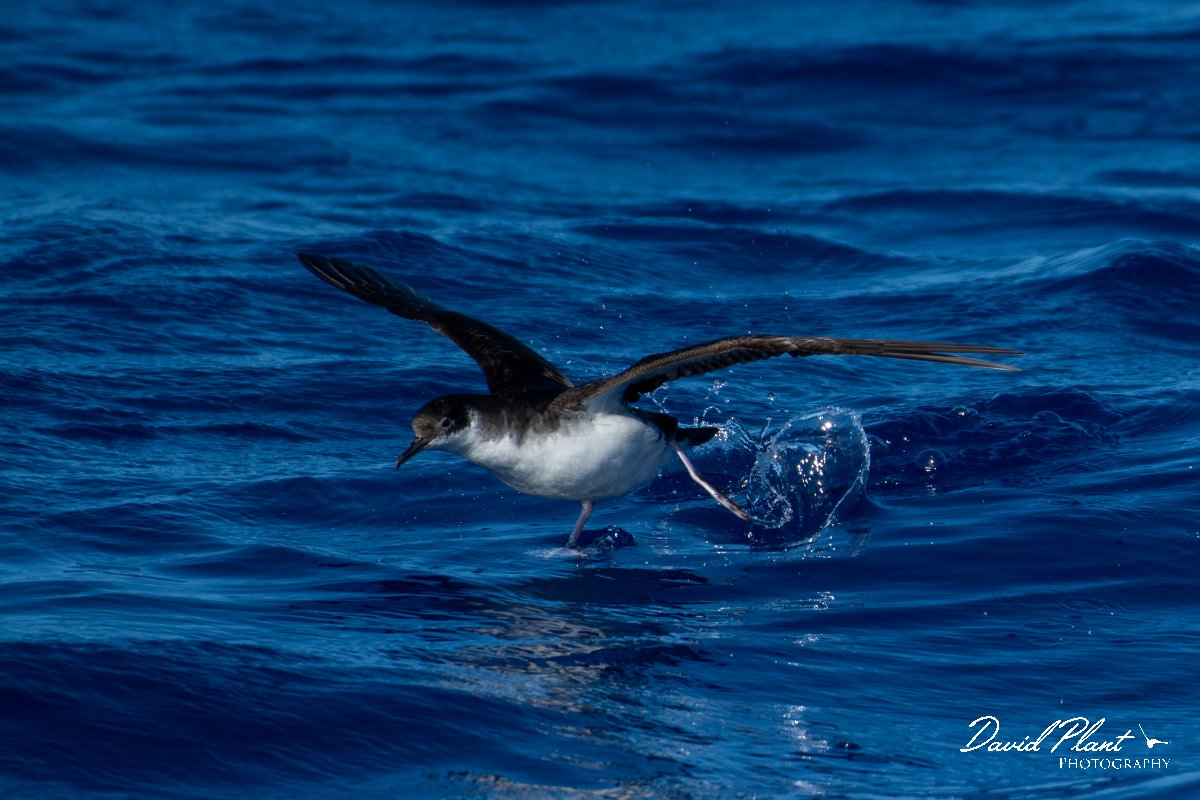 DPPhotography - Maderia - Manx shearwater - B.jpg - Manx shearwater - Ocean N of Madeira, Madeira