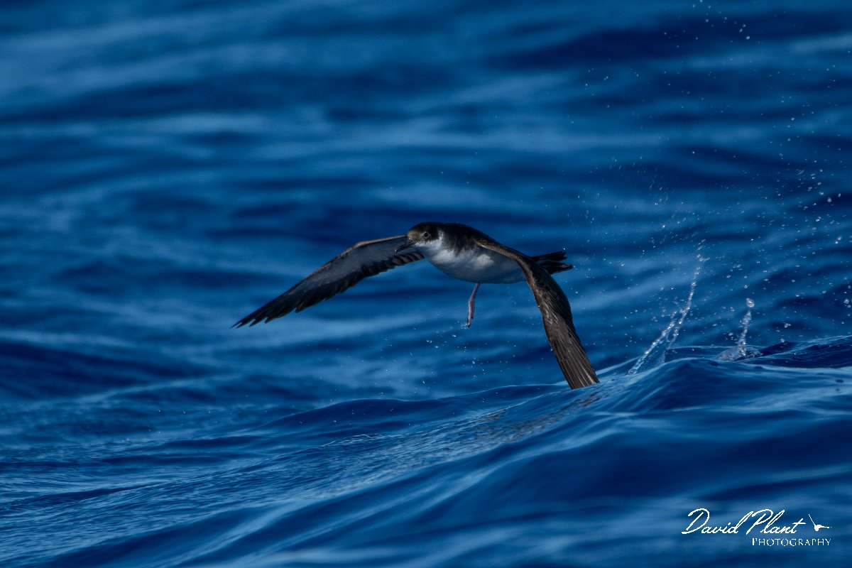 DPPhotography - Maderia - Manx shearwater - C.jpg - Manx shearwater - Ocean N of Madeira, Madeira