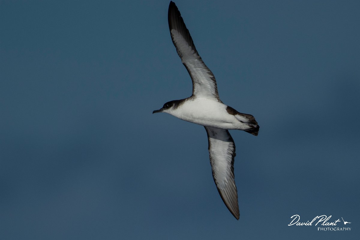 DPPhotography - Maderia - Manx shearwater - D.jpg - Manx shearwater - Ocean N of Madeira, Madeira