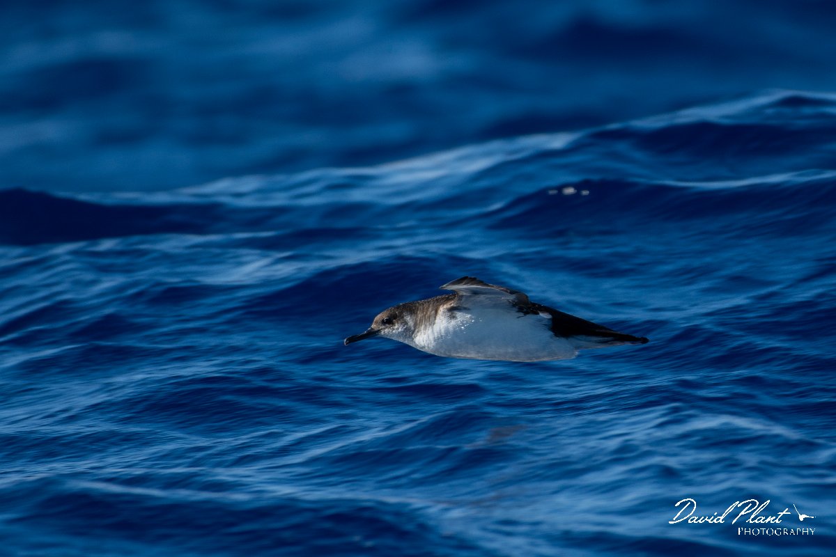 DPPhotography - Maderia - Manx shearwater - E.jpg - Manx shearwater - Ocean N of Madeira, Madeira