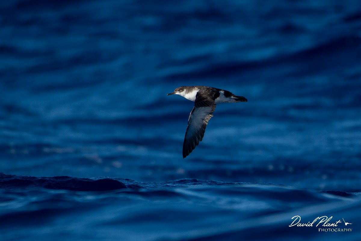 DPPhotography - Maderia - Manx shearwater - G.jpg - Manx shearwater - Ocean N of Madeira, Madeira