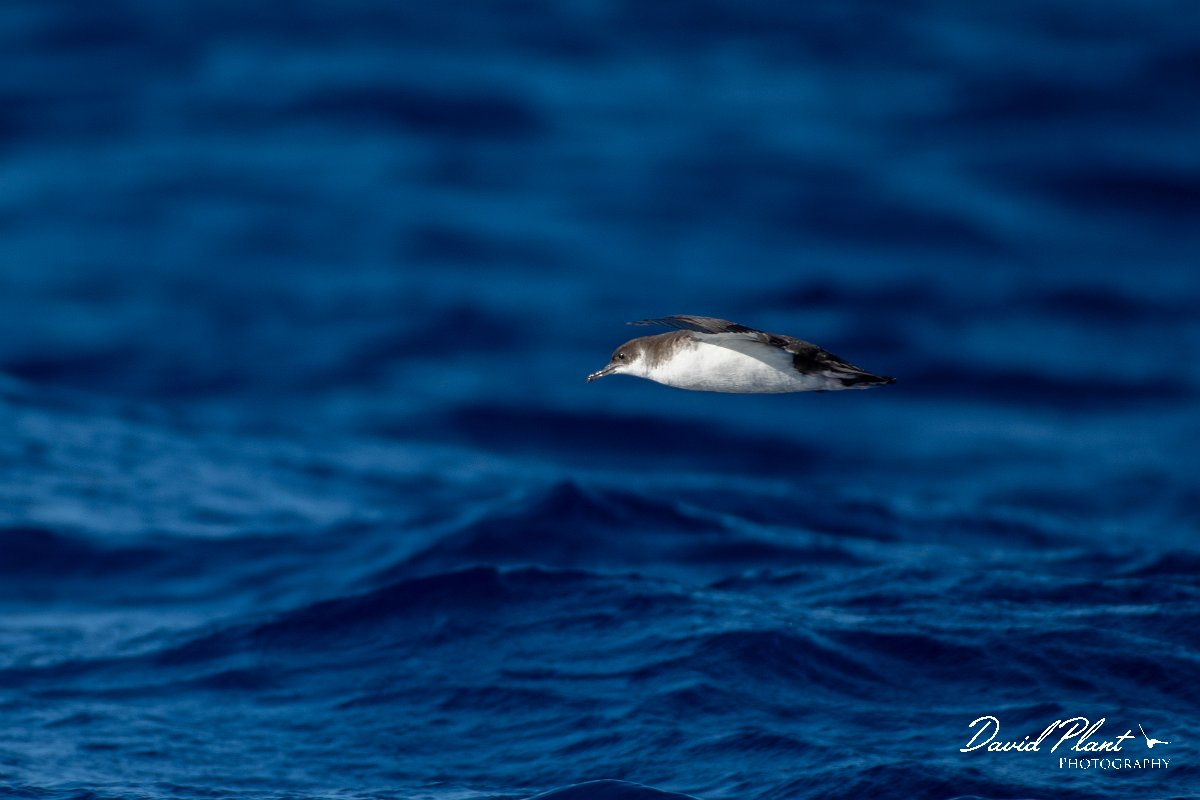 DPPhotography - Maderia - Manx shearwater - H.jpg - Manx shearwater - Ocean N of Madeira, Madeira