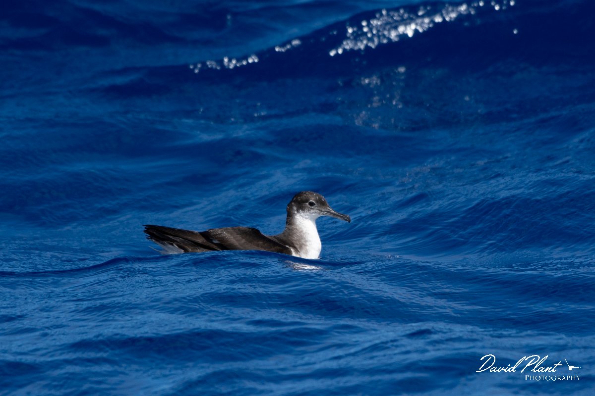 DPPhotography - Maderia - Manx shearwater - J.jpg - Manx shearwater - Ocean N of Madeira, Madeira