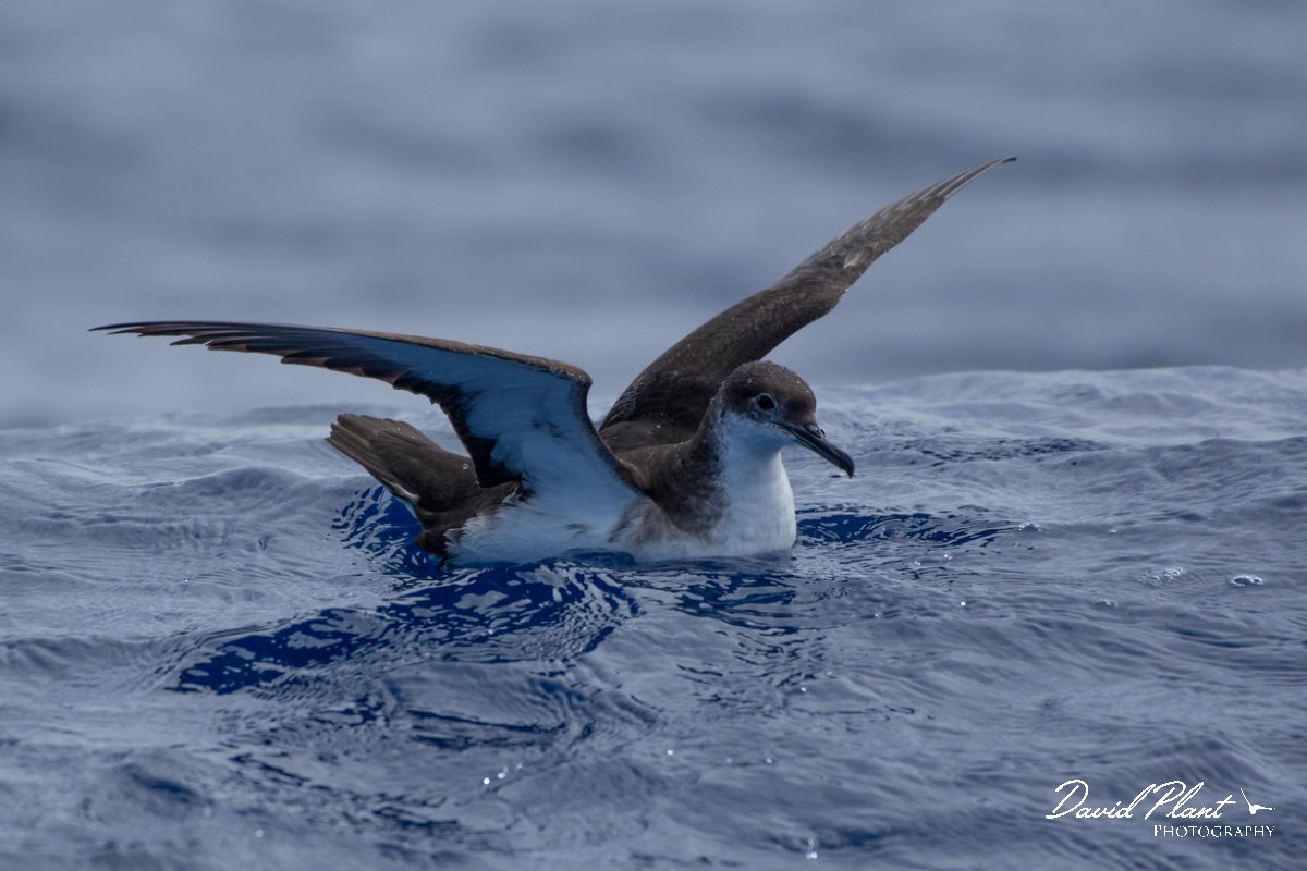 DPPhotography - Maderia - Manx shearwater - K.jpg - Manx shearwater - Ocean N of Madeira, Madeira