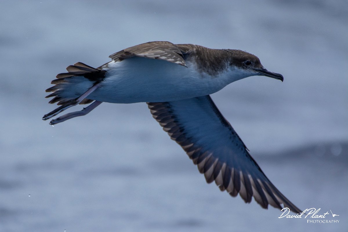 DPPhotography - Maderia - Manx shearwater - L.jpg - Manx shearwater - Ocean N of Madeira, Madeira