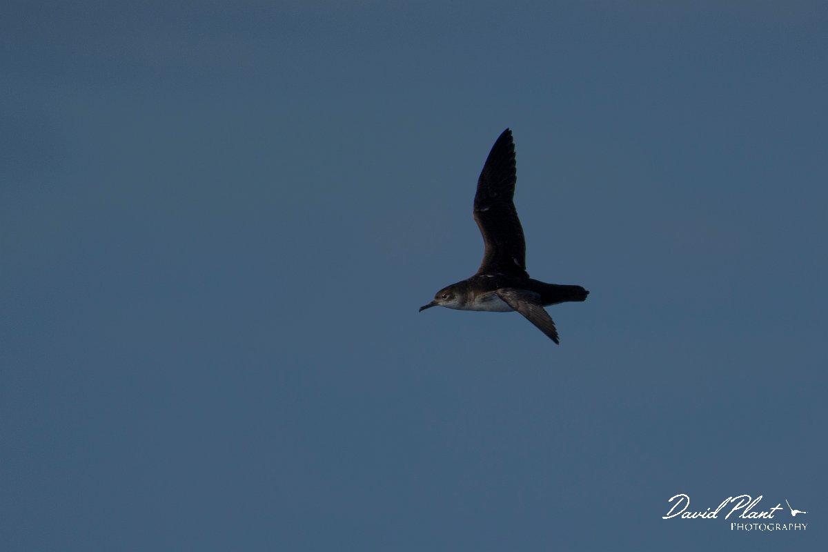 DPPhotography - Maderia - Manx shearwater - M.jpg - Manx shearwater - Ocean N of Madeira, Madeira