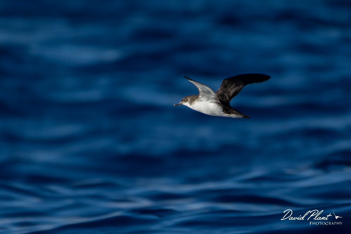 DPPhotography - Maderia - Manx shearwater - N.jpg - Manx shearwater - Ocean N of Madeira, Madeira