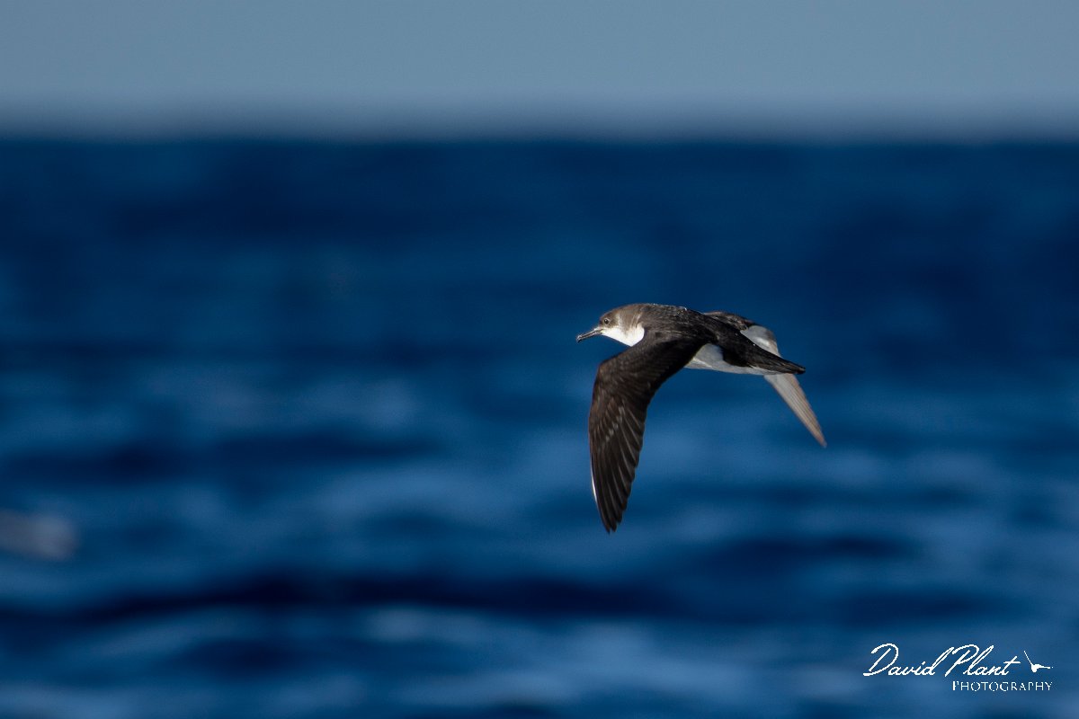 DPPhotography - Maderia - Manx shearwater - O.jpg - Manx shearwater - Ocean N of Madeira, Madeira