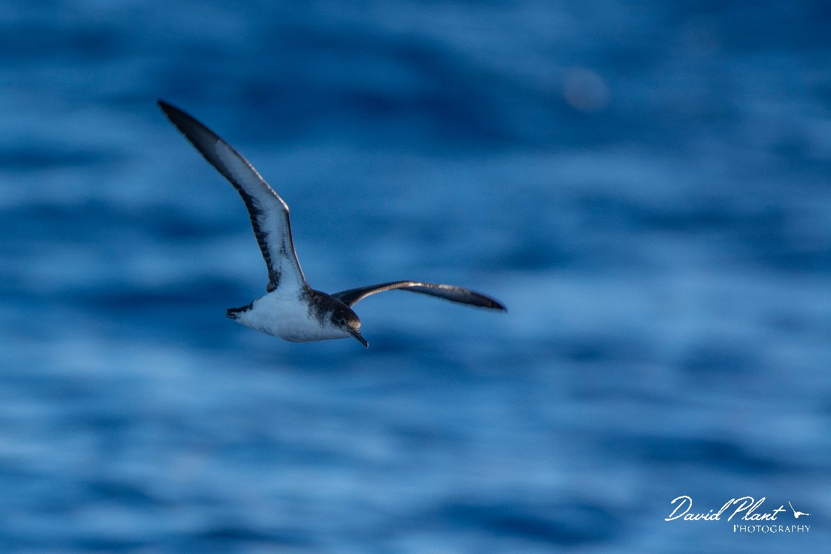 DPPhotography - Maderia - Manx shearwater - P.jpg - Manx shearwater - Ocean N of Madeira, Madeira