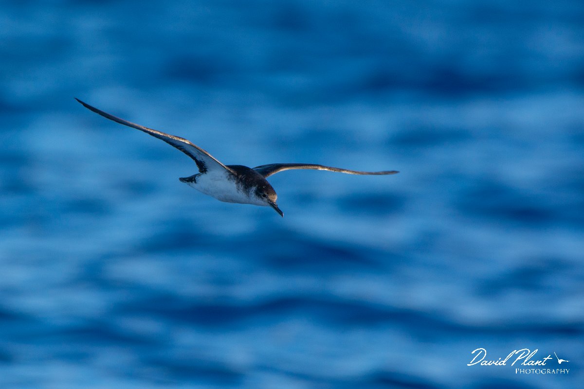 DPPhotography - Maderia - Manx shearwater - Q.jpg - Manx shearwater - Ocean N of Madeira, Madeira