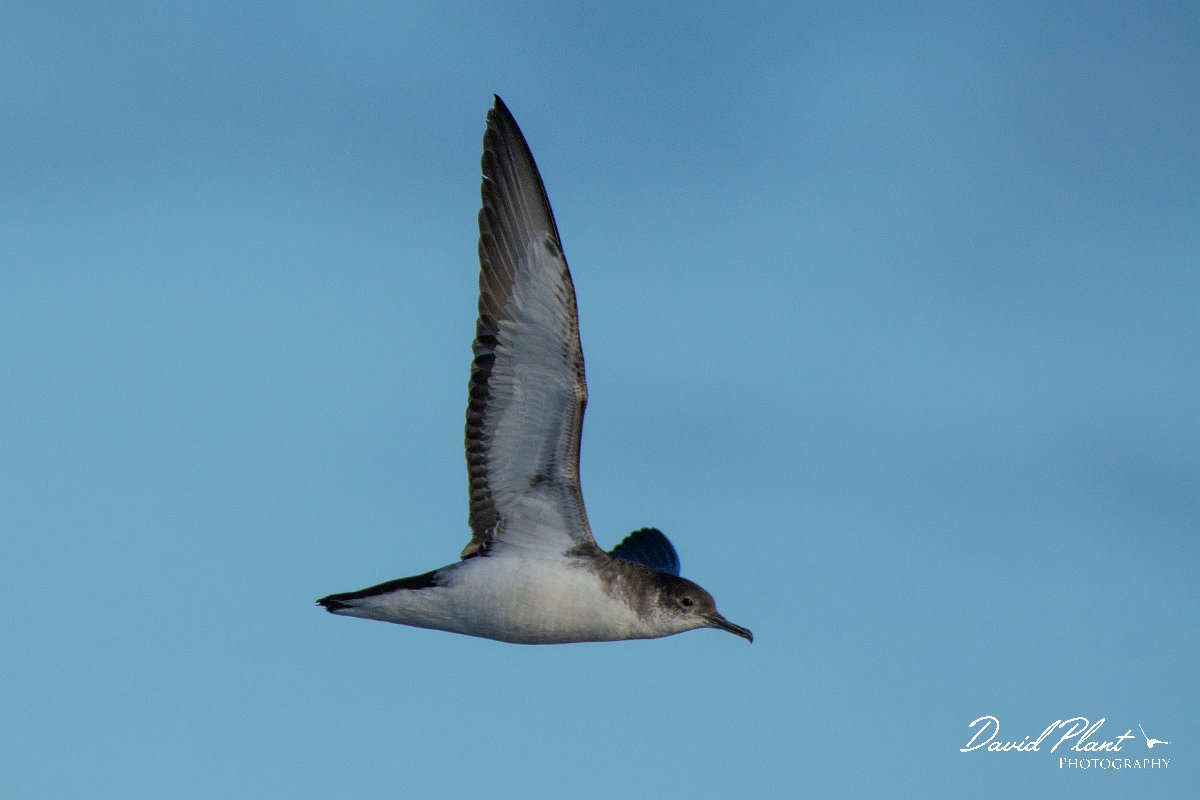 DPPhotography - Maderia - Manx shearwater - R.jpg - Manx shearwater - Ocean N of Madeira, Madeira