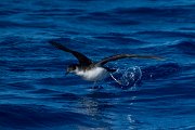 DPPhotography - Maderia - Manx shearwater - B