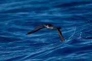 DPPhotography - Maderia - Manx shearwater - C