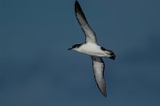 DPPhotography - Maderia - Manx shearwater - D