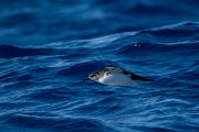 DPPhotography - Maderia - Manx shearwater - E