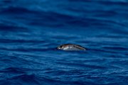DPPhotography - Maderia - Manx shearwater - F
