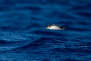 DPPhotography - Maderia - Manx shearwater - H