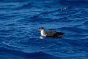 DPPhotography - Maderia - Manx shearwater - I