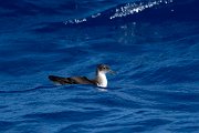 DPPhotography - Maderia - Manx shearwater - J