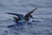 DPPhotography - Maderia - Manx shearwater - K