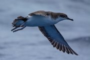 DPPhotography - Maderia - Manx shearwater - L