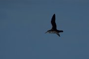 DPPhotography - Maderia - Manx shearwater - M