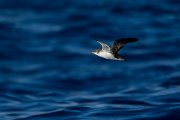 DPPhotography - Maderia - Manx shearwater - N
