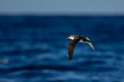 DPPhotography - Maderia - Manx shearwater - O