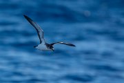 DPPhotography - Maderia - Manx shearwater - P