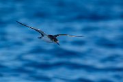 DPPhotography - Maderia - Manx shearwater - Q
