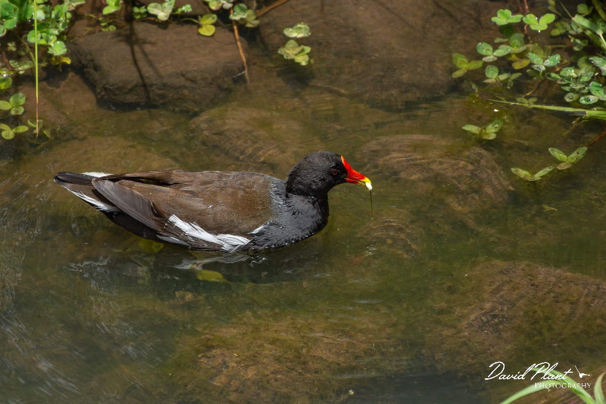DPPhotography - Maderia - Moorhen - B.jpg