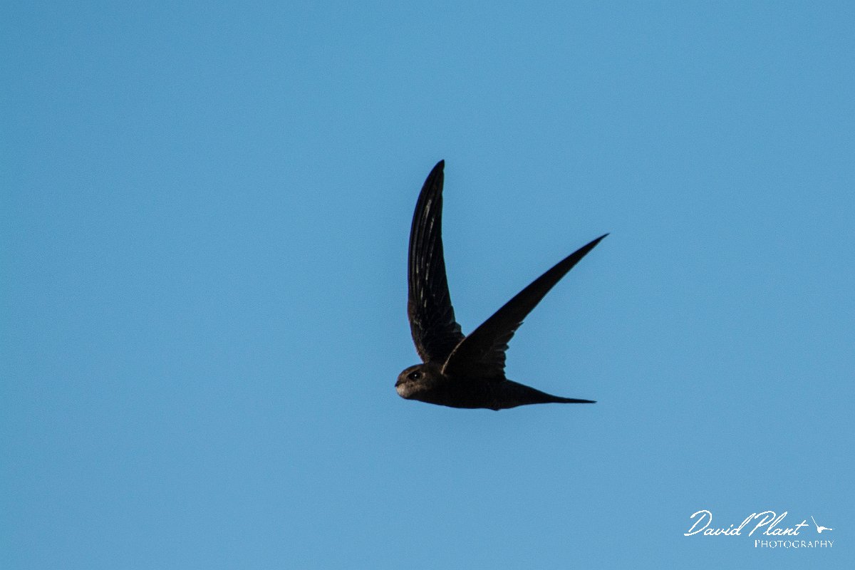 DPPhotography - Maderia - Plain swift - A.jpg - Plain swift - Lugar de Baixo, Madeira